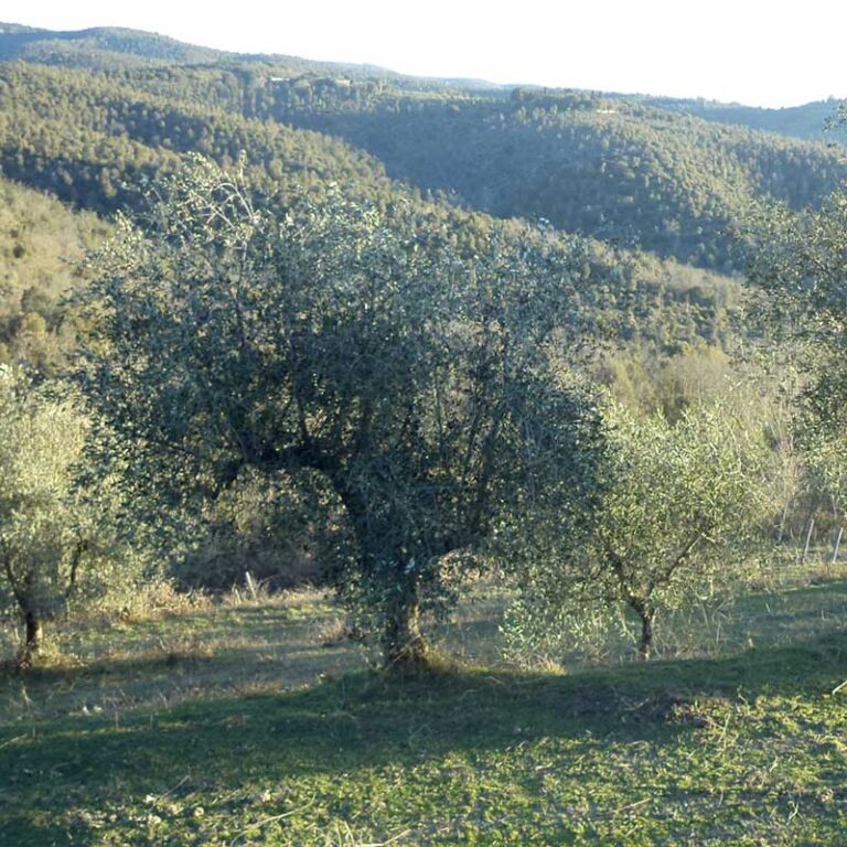 produzione di olio di oliva biologico